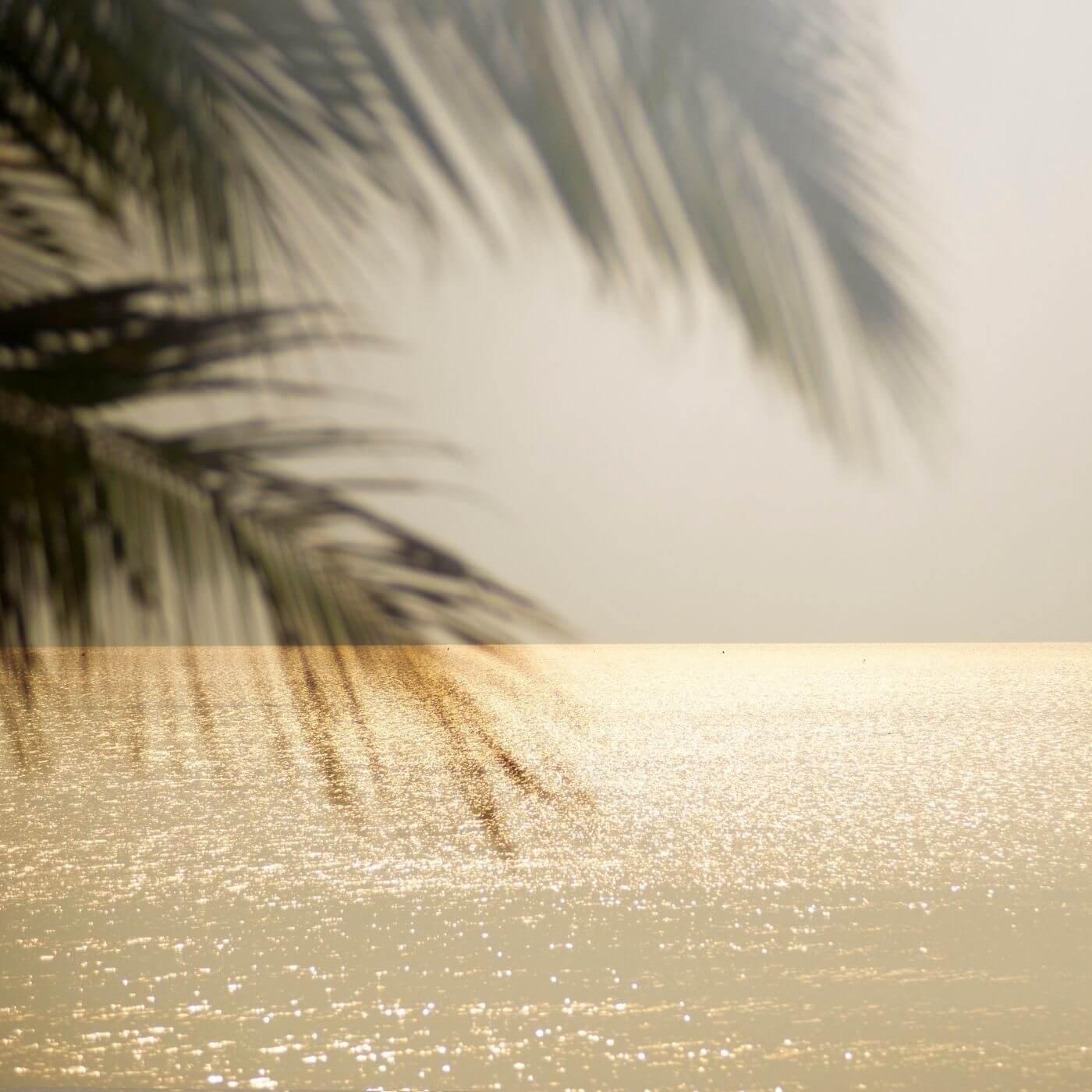 Palm tree with a ocean background